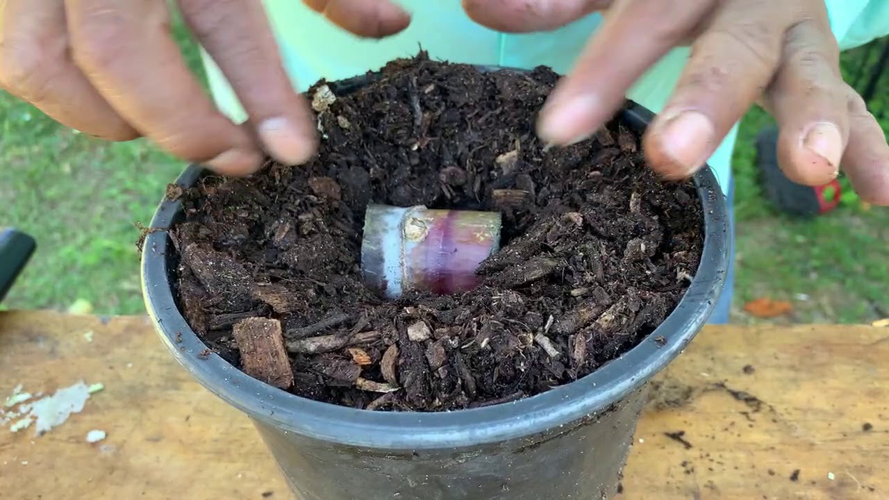 Cómo cultivar tu propia caña de azúcar para el ponche