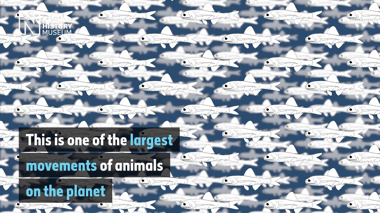 museums in london The light of the lanternfishes | Natural History Museum