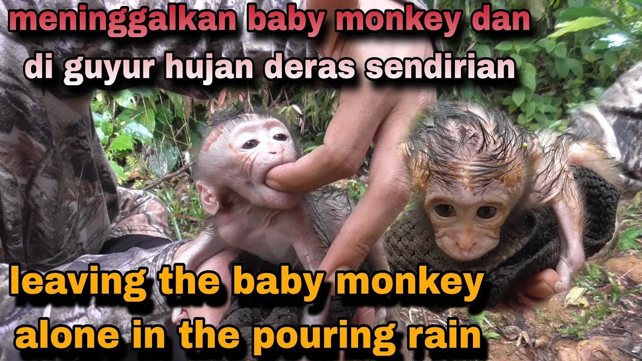 BABY MONKEY DI TINGGALKAN SENDIRIAN DAN DI GUYUR HUJAN DERAS