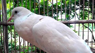 Download Lagu Suara Burung Puter Pelung Silangan Burung Puter Irak Tangerin Suara Panjang MP3