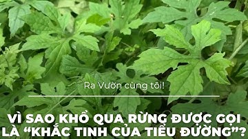 Vì Sao Khổ Qua Rừng Được Gọi Là “Khắc Tinh Của Tiểu Đường”?