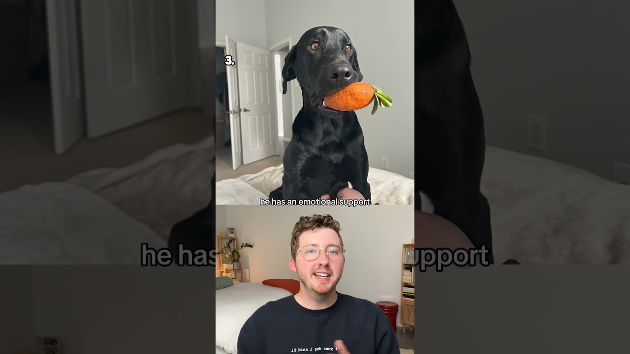 Top 5 Dogs of the Week
