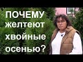 Пожелтели туи? У сосен желтые иголки? Почему желтеют хвойные осенью?