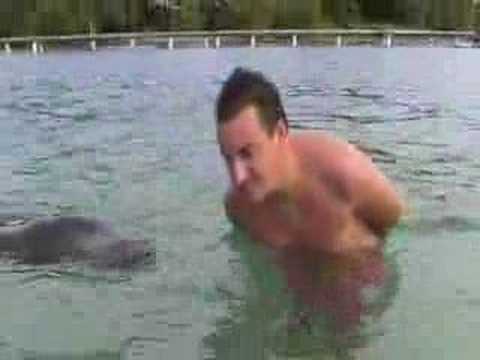 honduras un bagno con i delfini