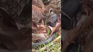 Mother Rabbit Protects Her Child From The Snake