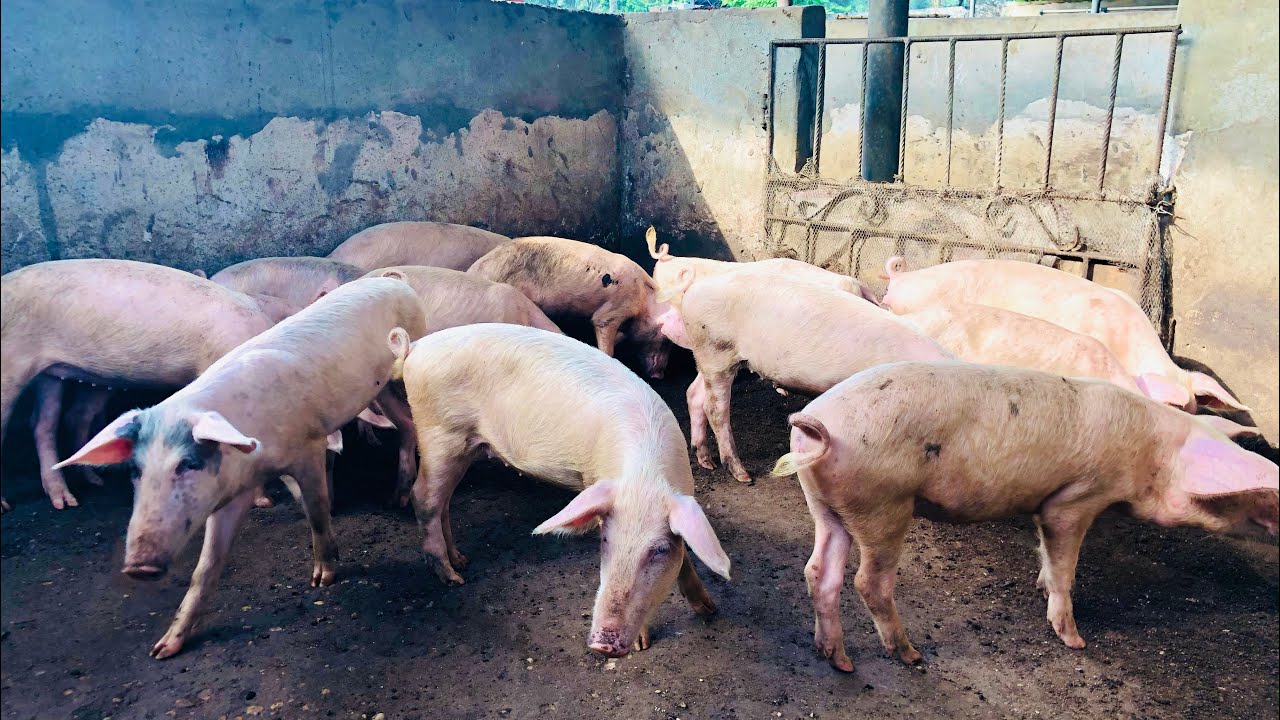 Do Pigs Smell? YouTube