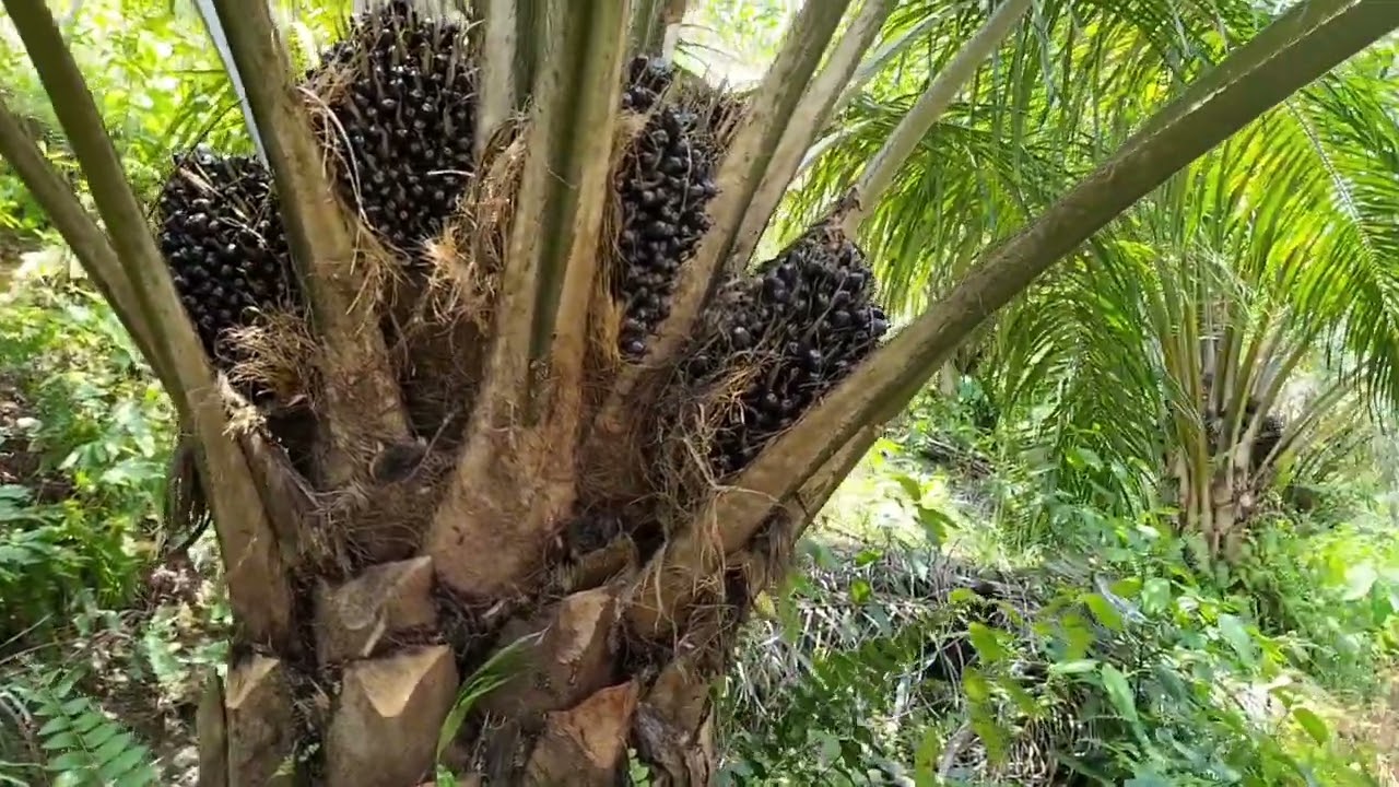 Pemupukan NPK 16:16:16 Sistem Kocor Pada Tanaman Kelapa Sawit