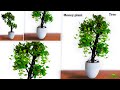 Growing Money plant Like a Real Tree | indoor Money plants Growing Idea for Your Home//GREEN PLANTS