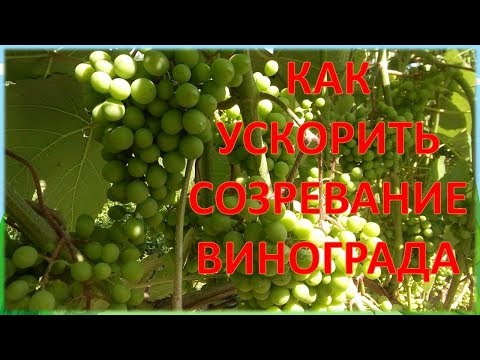 Вопрос: Что это за плоды (созрели в конце мая)?