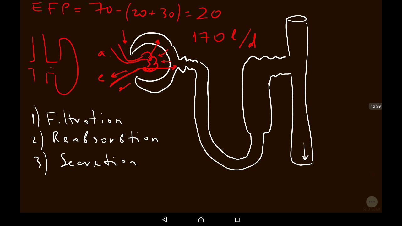 Водно-солевой баланс. Почки.