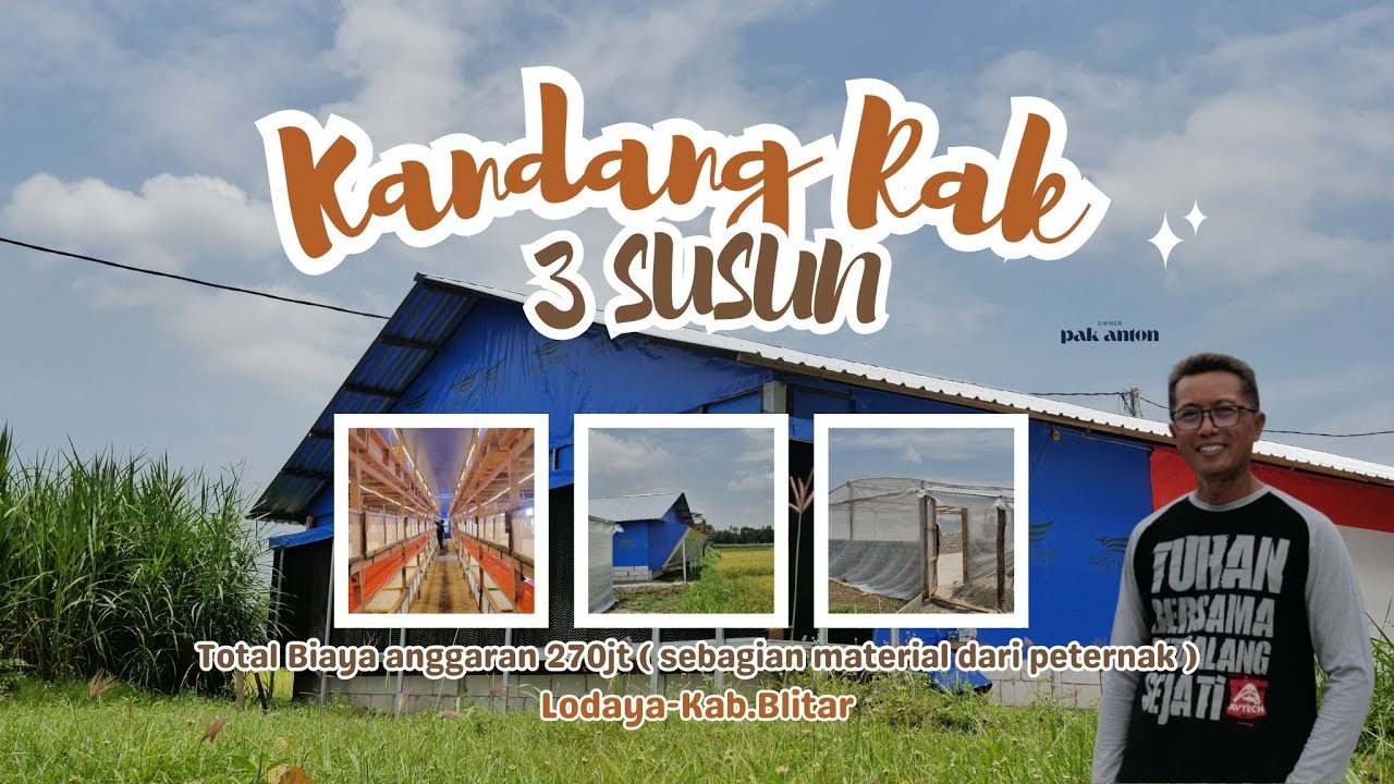 Bangun kandang mulai dari 0 dengan ukuran 10x30 sistem rak koloni 3 susun || Lodoyo Kab.Blitar
