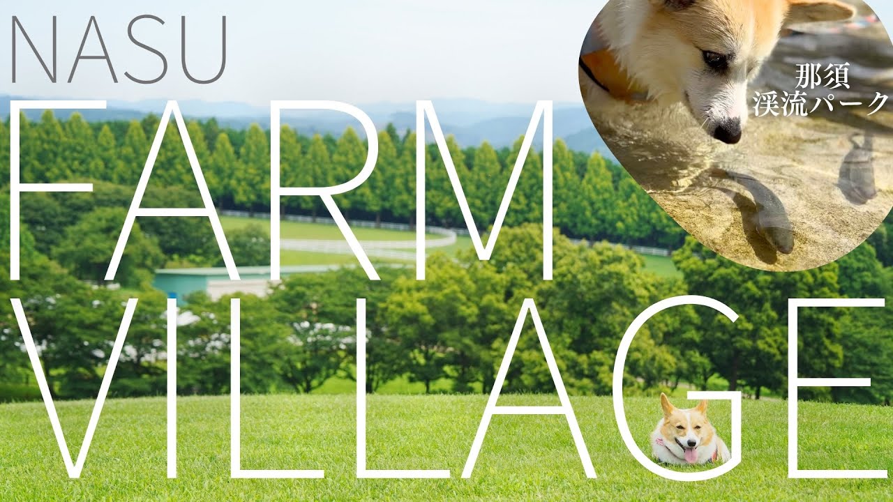 【愛犬と那須日帰り旅行】那須ファームヴィレッジの月一ワンコ解放DAY/渓流パークで魚のつかみ取りにもチャレンジ！