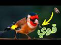 أقوى تغريد الحسون البري صوت مقنين خلوي نظيف يغرد بلا توقف   