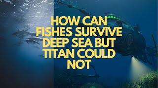 How can fish survive deep sea but titan could not?