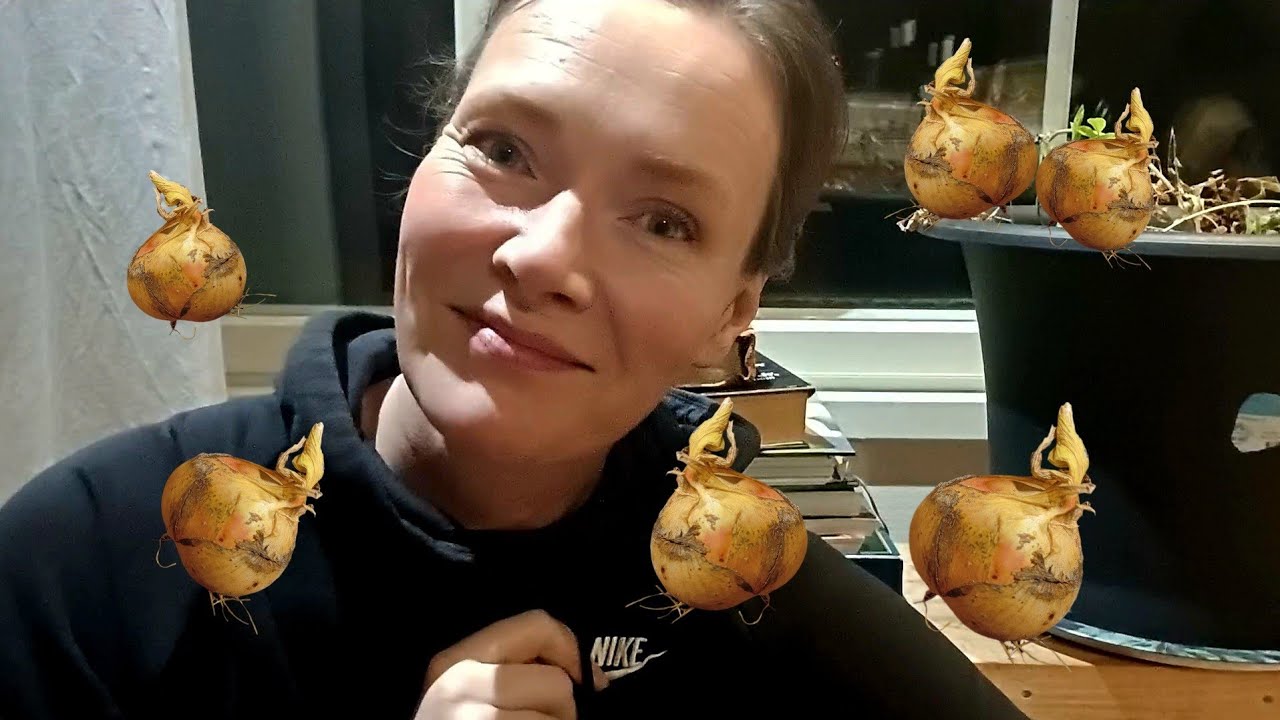 Ja sillä sipuli! #sipuli #kylvö #kolmelajiketta #keltasipuli #ruukkuun #vähänekstraa #puutarha 