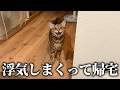 たらふく浮気して帰ってきた飼い主を、本妻が玄関で待ち構えていました…。
