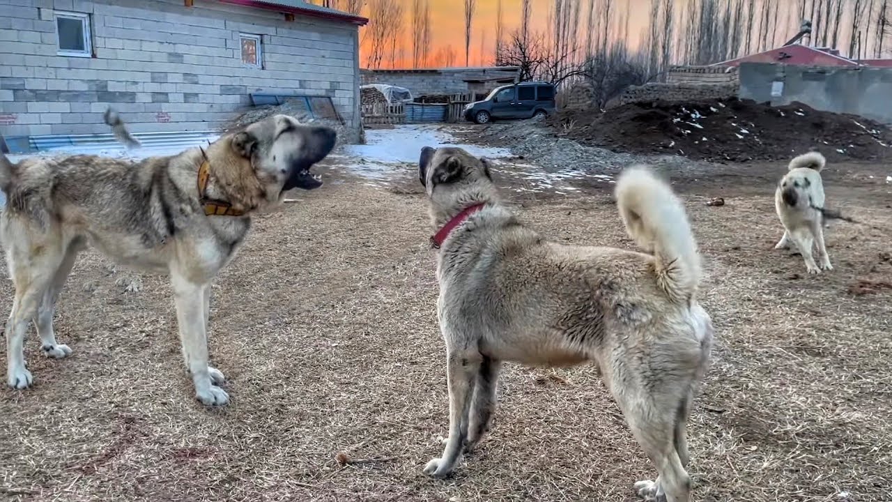 3 KURT BOĞAN EFSANE KÖPEKLER--1200 KOYUN