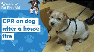 Real story of CPR being carried out on a dog after a house fire
