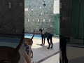 Rottweiler de 5 meses já latindo assim 😳😂👏🏻