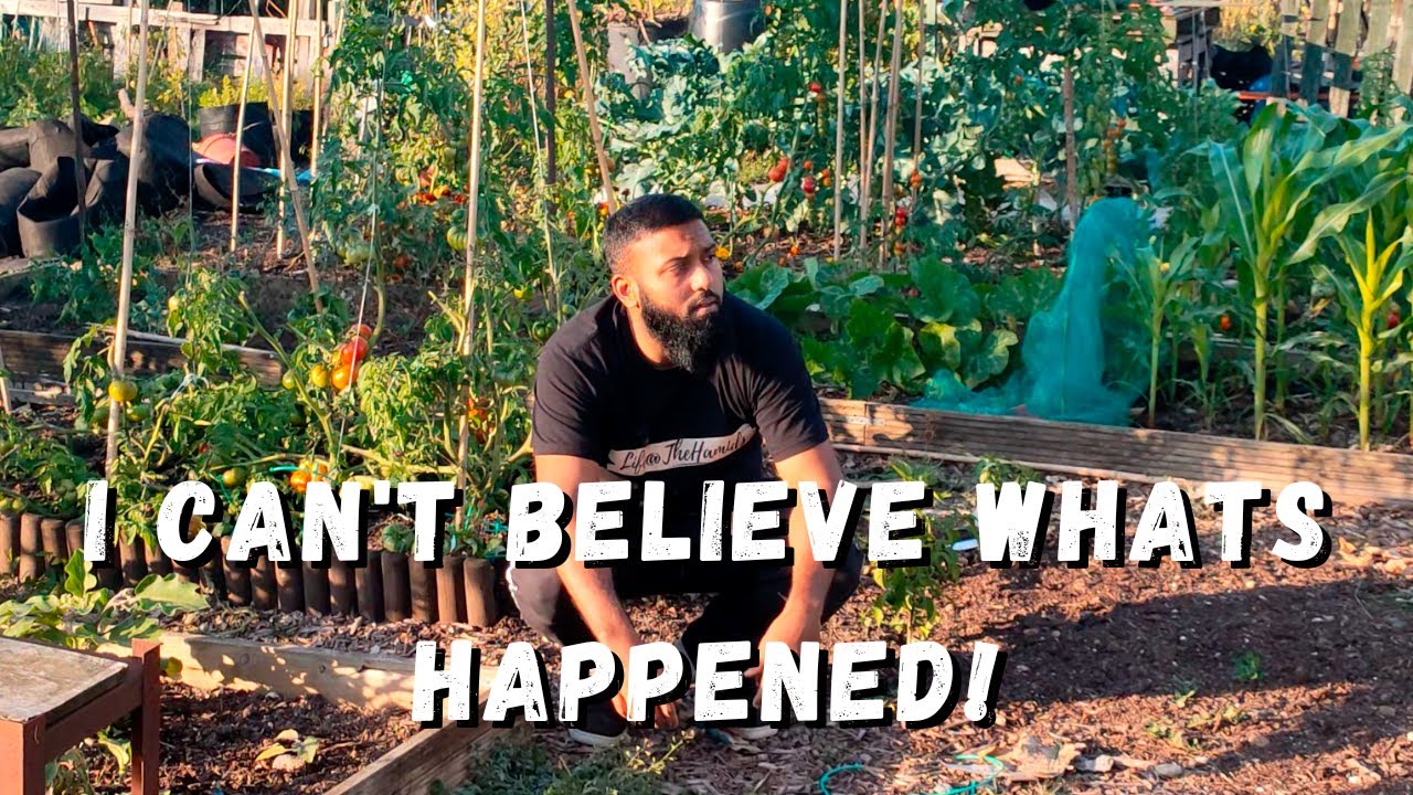 I CAN'T BELIEVE WHATS HAPPENED! | ALLOTMENT UPDATE