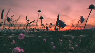 Flower VHS effect.gif