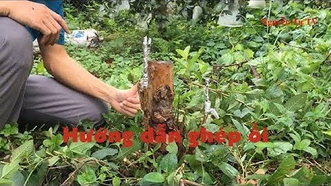 Kỹ thuật ghép cây ổi cải tạo  p2.