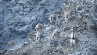 ibex family ||via hunza valley ||both male and female ibex with their children ||subscribe for more