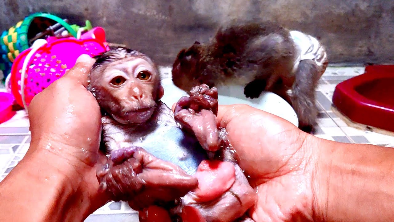 BABY MONKEY LUN LUN MANDI