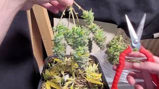 glookies harvest week 9 day 63