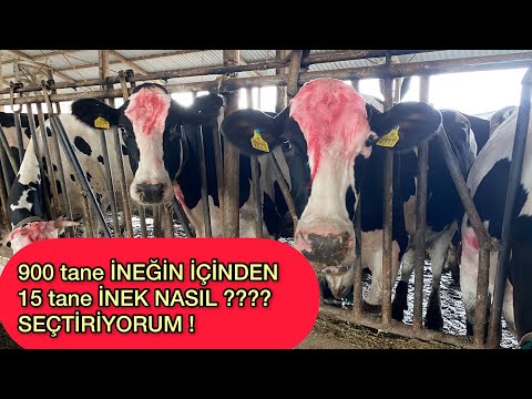 Video: Hessen Horse Irk Hipoalerjenik, Sağlık Ve Ömür