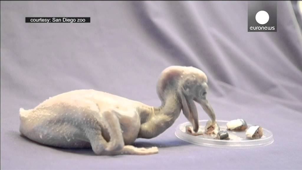 Two-day-old pelican chick: Proving not all baby animals are cute...