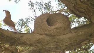 Utilidad del Chañar para las aves Esperanza Santa Fe Argentina 2026