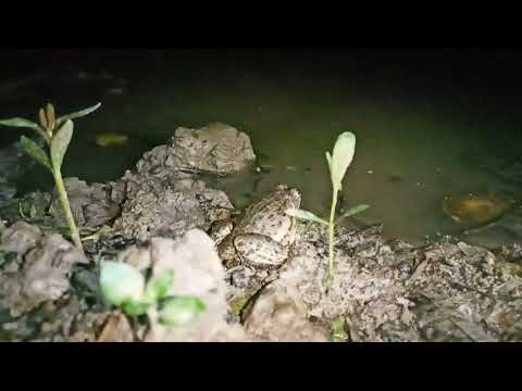 Frog jumping slow motion