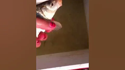 Trying to get the fish