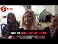 Animal activists push for return of three Malaysian elephants from Japan