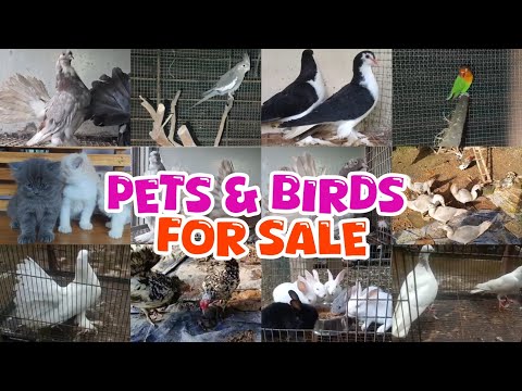 🤍Fancy Pigeon🤩Birds💖Dogs😍Cat💖Birds Sale Kerala🤍pravu Sale Kerala😌Nadan pravu Sale Kerala😘Pets farm❤️
