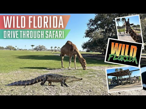 その他 Wild Florida [DVD] [Import] wgteh8f Wild Florida Adventure Park: Drive-thru Safari, Airboats