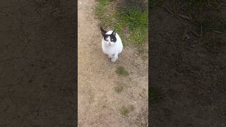 Kara Kafa Kedi Biseyler Söylüyo Şfet