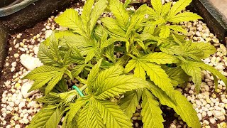 week 4 Spider farmer SF-1000 grow on THC Bomb autoflower. like and subscribe, medical marijuana