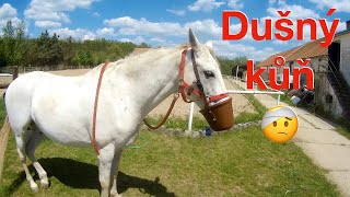 Dušný kůň 🐎 Mango má koňské astma 🙏 Nemoc dala koni nové poslání | VLOG
