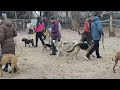Dog Training &quot;STRAZH&quot; center майданчики на Троєщині та у Бучі. Групові заняття з собакою.🐕