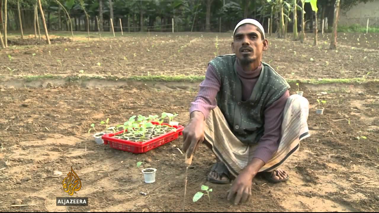 أول محصول معدل وراثيًا تم ابتكاره في بنغلاديش