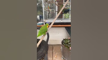 6 wks: ‘Rescue’ Lorikeet still not flying  #birds #lorikeet #Australia