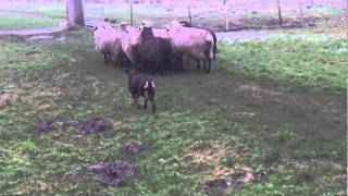 20120108_Moorburg05.AVI