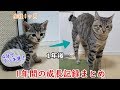 【祝1年】猫のビビがお家に来てからの1年間の成長記録まとめ