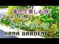 ガーデニング カラーリーフ｜お洒落な庭にかかせないカラーリーフ中心の庭づくり｜ギンバイカ プリペット カルーナ