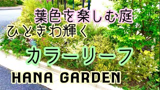 ガーデニング カラーリーフ｜お洒落な庭にかかせないカラーリーフ中心の庭づくり｜ギンバイカ プリペット カルーナ