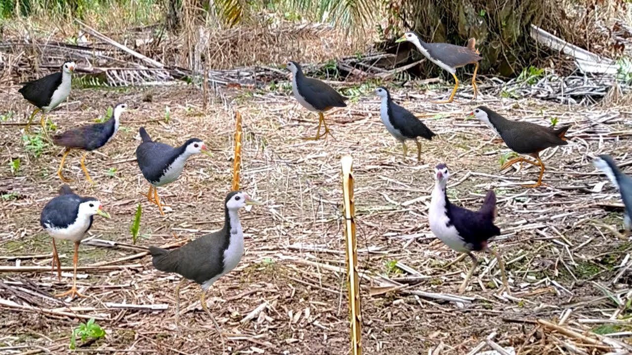 Ancient Bird Hunting Secrets From The Village! #The_Bird_Kingdom