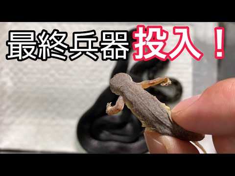 【反則級】何も受け付けない絶対食わないマンの拒食ヘビに最終兵器
