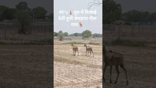 49°c🌡धूप में दिखाई देती हुयी बेसहारा नील गाय🦌#heat #forestanimals #hungry #viralshorts